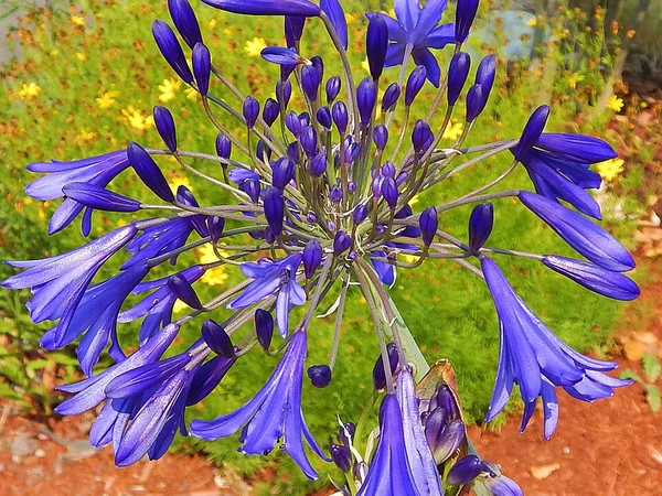 Nil Zambağı (Agapanthus) - Agapanthus africanus Fiori Botanik Ömerli