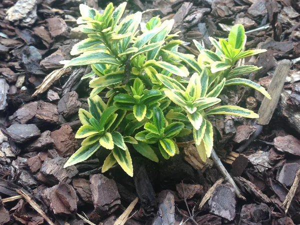 Alacalı Japon Taflanı - Euonymus japonicus 'Aureomarginatus' Fiori Botanik Ömerli