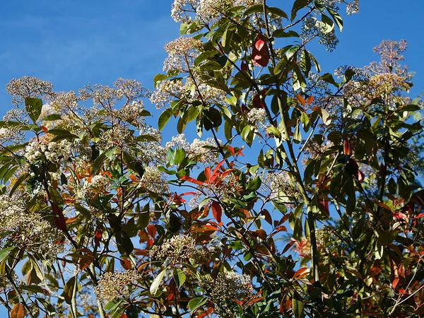 Alev Çalısı (Photinia Red Robin) - Photinia × fraseri 'Red Robin' Fiori Botanik Ömerli