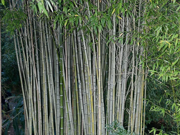 Altın Bambu (Yeşil Paravan) - Phyllostachys aurea Fiori Botanik Ömerli
