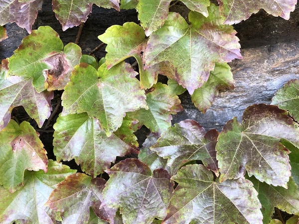 Amerikan Sarmaşığı ile Cephe Yeşillendirme: Duvara Zarar Verir mi? - Fiori Botanik Bahçe Rehberi