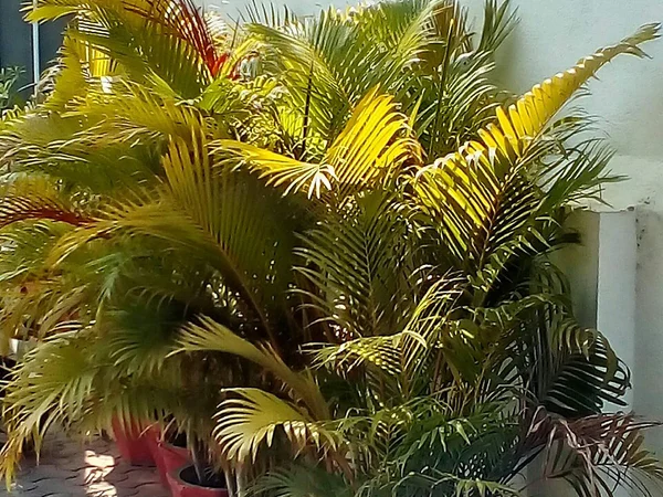 Areka Palmiyesi Yaprak Uçları Neden Kurur? Nem İhtiyacı - Fiori Botanik Bahçe Rehberi