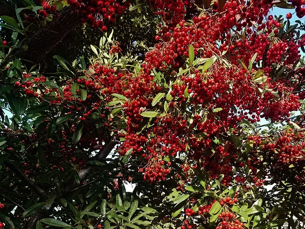 Ateş Dikeni - Pyracantha coccinea Fiori Botanik Ömerli