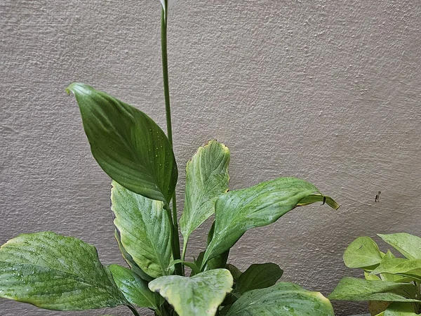 Barış Çiçeği (Spathiphyllum) Neden Çiçek Açmaz? Sulama Kuralı - Fiori Botanik Bahçe Rehberi