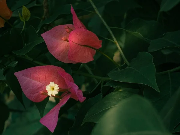 Bodur Çalı Begonvili - Bougainvillea spectabilis Fiori Botanik Ömerli