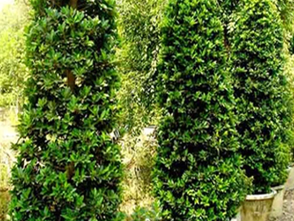 Ağlayan İncir (Ficus Benjamin) - Ficus benjamina Fiori Botanik Ömerli