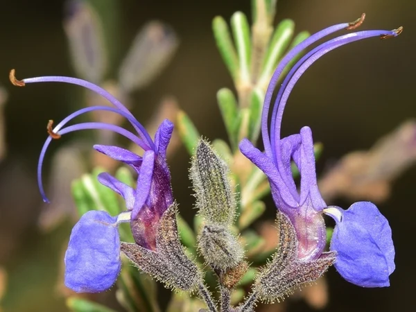 Tıbbi Biberiye Çalısı - Salvia rosmarinus Fiori Botanik Ömerli