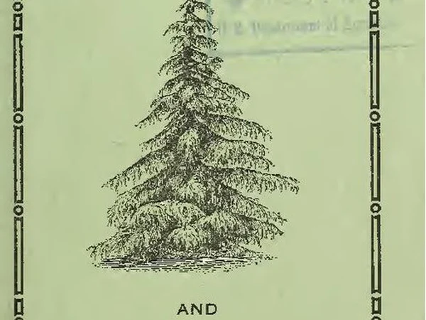 Formlu Bodur Defne - Laurus nobilis Fiori Botanik Ömerli