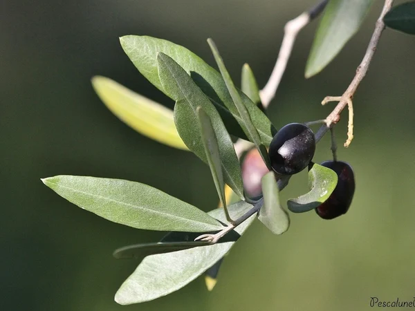 Bodur Zeytin Ağacı (Saksı Formu) - Olea europaea Fiori Botanik Ömerli