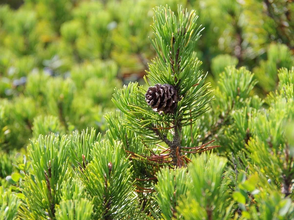 Bodur Dağ Çamı (Pinus Mugo) - Pinus mugo var. mughus Fiori Botanik Ömerli