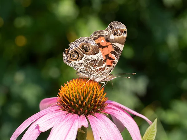 Mor Ekinezya (Kirpi Otu) - Echinacea purpurea Fiori Botanik Ömerli