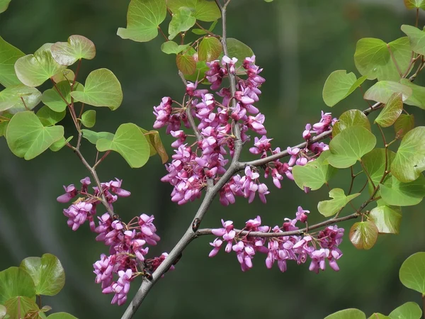 İstanbul Erguvanı - Cercis siliquastrum Fiori Botanik Ömerli