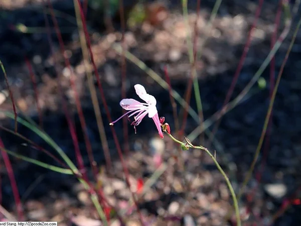 Gaura (Kelebek Çiçeği) Dikimi, Güneş İsteği ve Budaması - Fiori Botanik Bahçe Rehberi