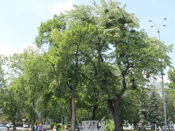 Gümüşi Ihlamur - Tilia tomentosa Fiori Botanik Ömerli