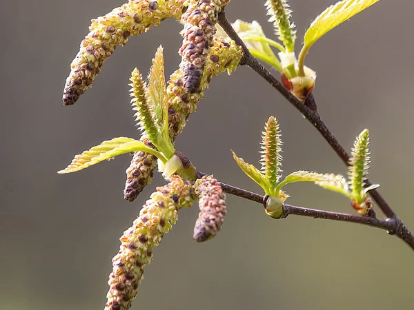 Sarkık Huş Ağacı (Betula Pendula) Bahçe Peyzajında Kullanımı - Fiori Botanik Bahçe Rehberi