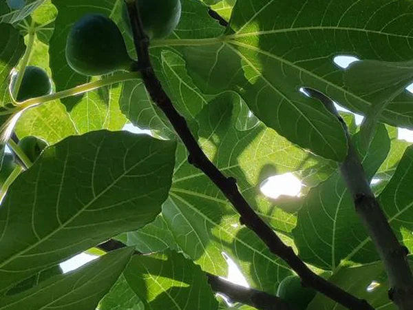 Bursa Siyahı İncir Fidanı - Ficus carica Fiori Botanik Ömerli