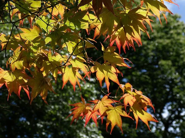 Japon Akçaağacı - Acer palmatum Fiori Botanik Ömerli
