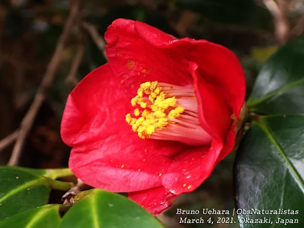 Japon Kamelyası (Camellia Japonica) Çiçeklendirme ve Asidik Toprak - Fiori Botanik Bahçe Rehberi