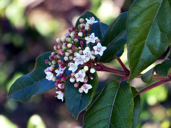 Kartopu Çalısı (Viburnum Tinus) Kış Çiti ve Bakımı - Fiori Botanik Bahçe Rehberi