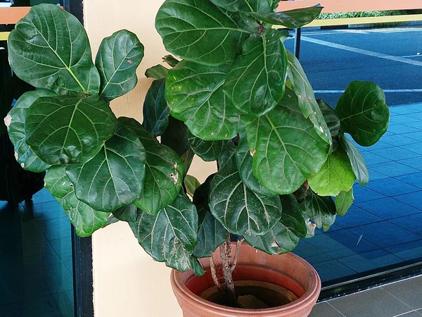 Keman Yapraklı Fikus (Fiddle Leaf) - Ficus lyrata Fiori Botanik Ömerli
