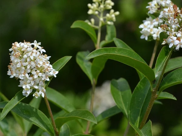 Kurtbağrı (Ligustrum) - Ligustrum vulgare Fiori Botanik Ömerli