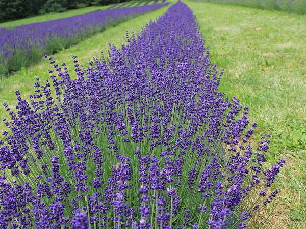 İngiliz Lavantası - Lavandula angustifolia Fiori Botanik Ömerli