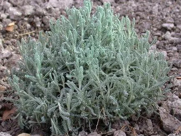 Gri Santolina (Lavanta Pamuğu) - Santolina chamaecyparissus Fiori Botanik Ömerli