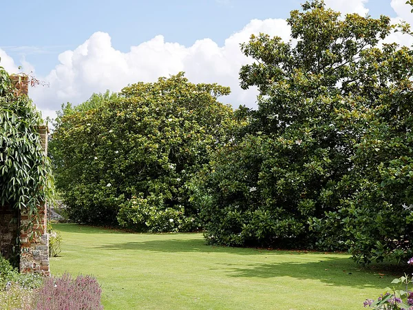 Büyük Çiçekli Manolya - Magnolia grandiflora Fiori Botanik Ömerli