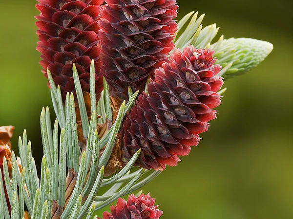 Mavi Ladin Bakımı, Sulama ve Bahçede Dikim İpuçları - Fiori Botanik Bahçe Rehberi