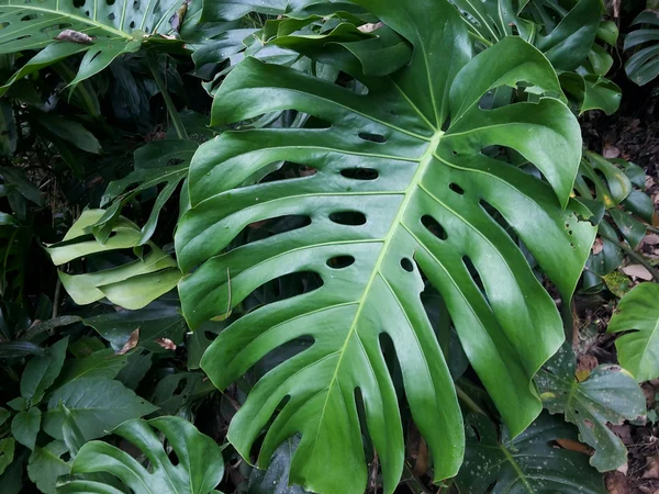 Monstera (Deve Tabanı) Yaprakları Neden Yarılmaz? Bakım Tüyoları - Fiori Botanik Bahçe Rehberi