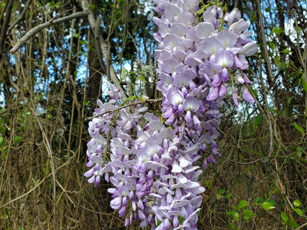 Mor Salkım (Wisteria) Dikimi, Budama Sırları ve Taşıyıcılar - Fiori Botanik Bahçe Rehberi