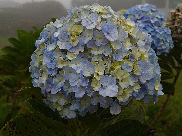 Geniş Yapraklı Ortanca - Hydrangea macrophylla Fiori Botanik Ömerli