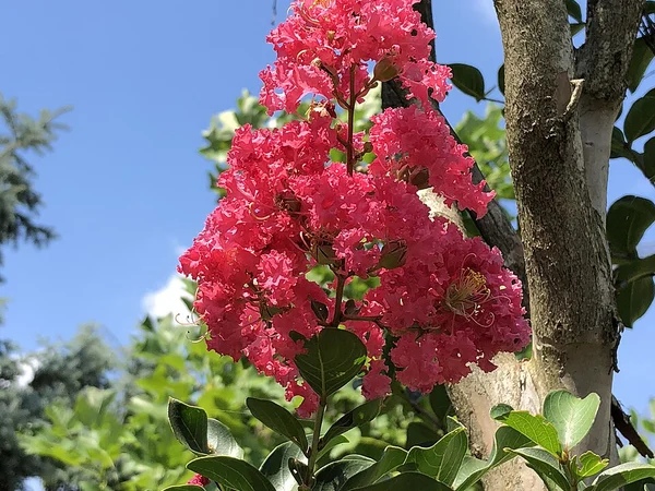Oya Ağacı - Lagerstroemia indica Fiori Botanik Ömerli
