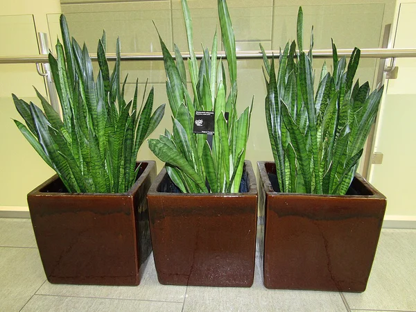 Paşa Kılıcı (Sansevieria) Bakımı: Az Işık ve Sulama İncelikleri - Fiori Botanik Bahçe Rehberi