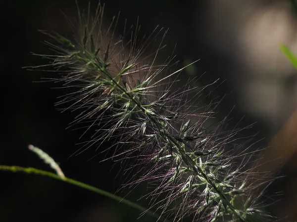 Bodur Püsküllü Süs Çimi - Pennisetum alopecuroides 'Hameln' Fiori Botanik Ömerli