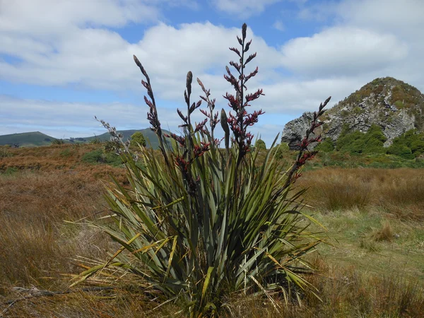 Yeni Zelanda Keteni (Phormium) - Phormium tenax Fiori Botanik Ömerli