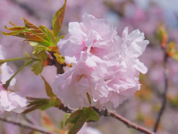 Japon Süs Kirazı (Sakura) - Prunus serrulata Fiori Botanik Ömerli