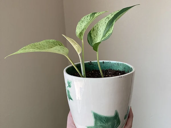 Altın Pothos Sarmaşığı - Epipremnum aureum Fiori Botanik Ömerli