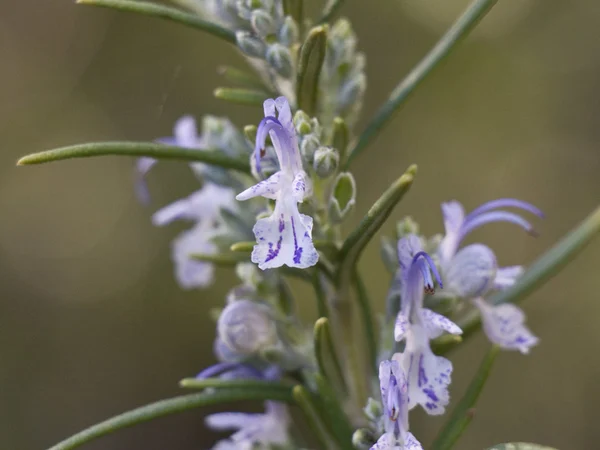 Sürünen Bodur Biberiye - Salvia rosmarinus 'Prostratus' Fiori Botanik Ömerli