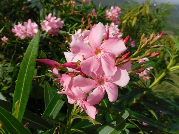 Bodur Zakkum - Nerium oleander Fiori Botanik Ömerli