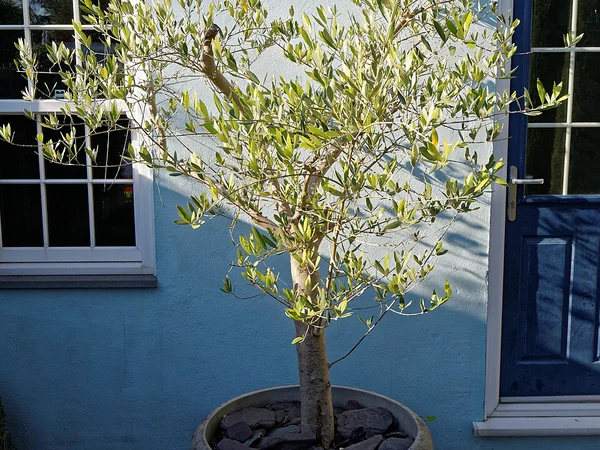 Zeytin Ağacı - Olea europaea Fiori Botanik Ömerli