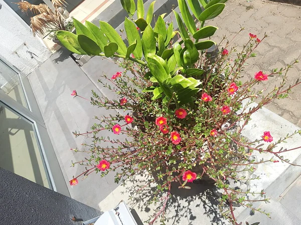 ZZ Bitkisi (Zamioculcas): Karanlık Odalar ve Ofisler İçin İdeal Bakım - Fiori Botanik Bahçe Rehberi